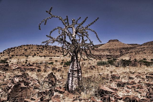 184 Damaraland, moringa.JPG